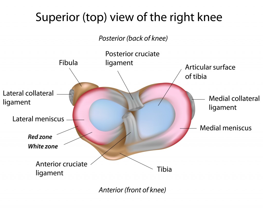 Knee Surgery